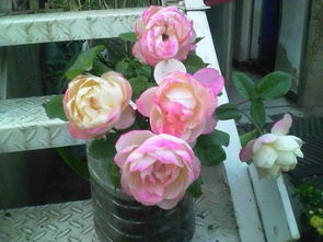 月季地栽，如何避免闷根的烦恼？