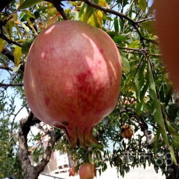 石榴扦插小常识