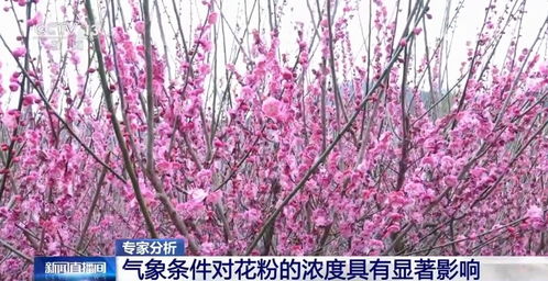 “在什么季节和气候条件下种植圣女果最为适宜