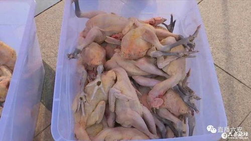 泸州业主因野猪香猪滞销，面临销售难题
