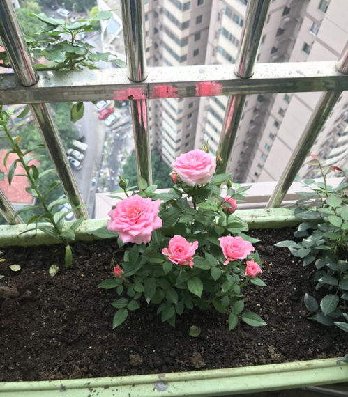 优点和缺点聊一聊