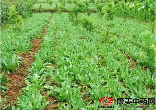 二、 气候条件，东北的冬天考验着雀舌黄杨