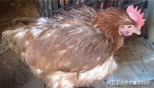 肉种鸡7-15周关键饲养