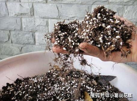 养花土壤如何配制？哪种比例更适宜植物生长