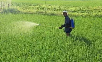 那地面是干燥还是潮湿打除草剂好呢？