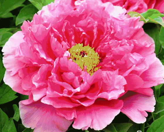 牡丹之美， 根深叶茂