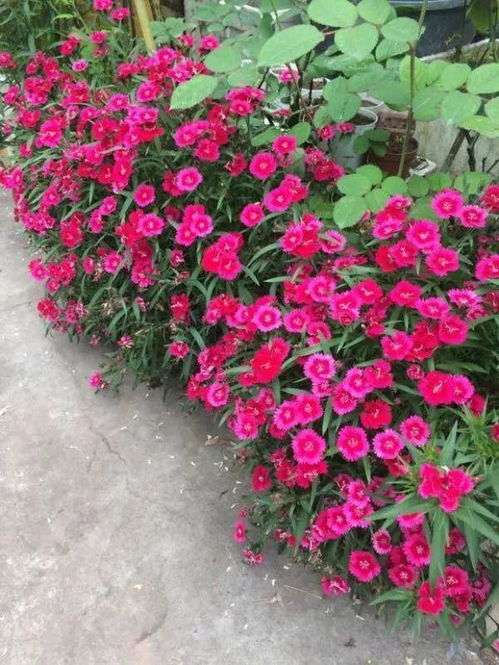 门口适合种什么植物？简单好养的植物都有哪些