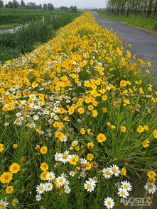 色彩丰富， 百日菊秋季绽放