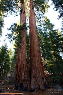 三、红杉树木材的用途和价格