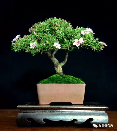 水旱盆景制作，如何巧妙搭配植物与石料