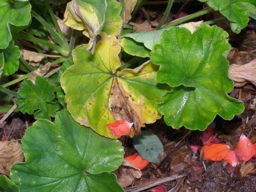 玫瑰花盆栽夏天怎么养？如何避免枯萎