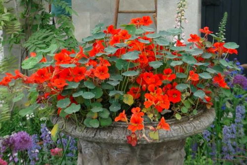 种植春水绿波月季的小贴士