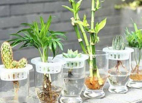 梗多水培植物推荐