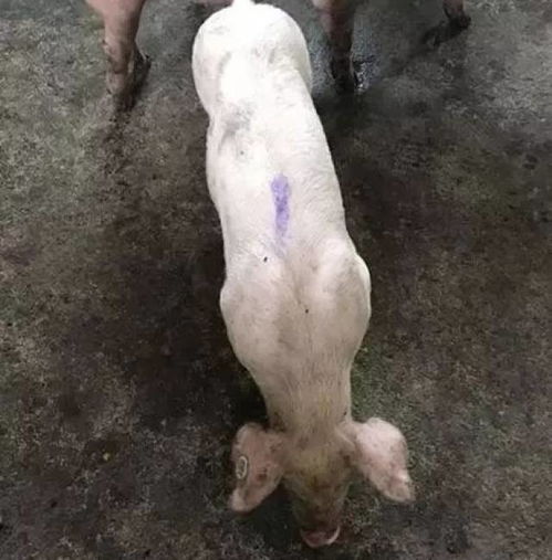 猪身上发白是什么原因造成的？是疾病还是营养不良