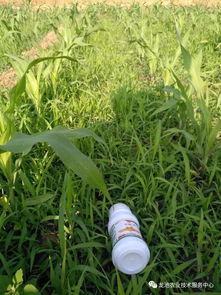 玉丰的使用说明