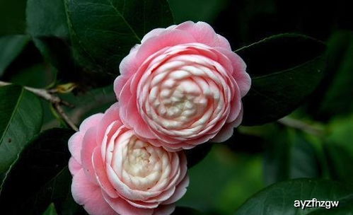 月季养护入门指南：从喷壶到药剂，我如何开启养花之旅？