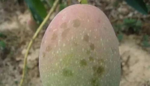 香蕉果期病害防治小谈