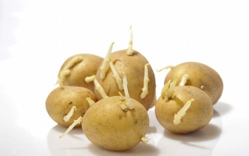 摆放诀窍， 荸荠的排队游戏