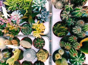 春季种植，这些植物好养又好堪！