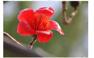 “木棉花的花语是什么适合送给哪位特别的TA表达深情