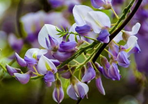 紫藤花耐寒的秘密：揭秘低温下的生命力