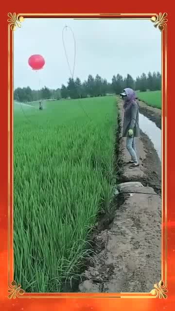 稻谷的农药喷施，这是个学问