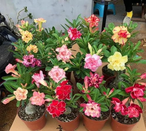 平时也及时剪枯萎花朵和枝条，保持植株美观。