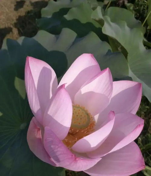荷花绿色种子如何种植？适合在哪种土壤中发芽