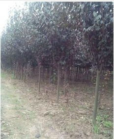 红叶李苗木价格行情探秘