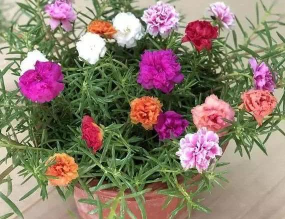 三大施肥误区，你中招了吗？