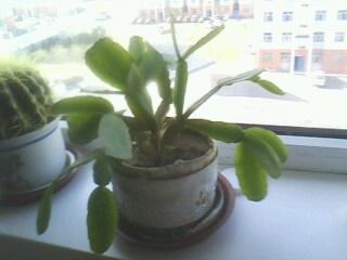 花卉种类繁多， 分类知识不可少