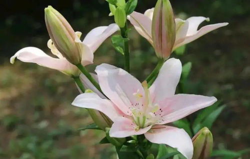 养花小白，水瓶里的花选对了吗？