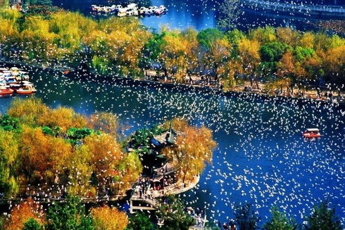 红枫与植物的多样搭配