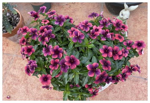 网购花卉，辨别真假技巧