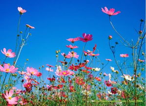 格桑花，藏语中“美好花朵”之意