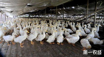 鱼粉灰分高是导致篮子鱼养殖技术中饲料消化不良的主要原因吗？