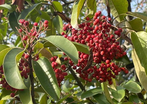 八角金盘的绿意盎然像不像春天的颜色？