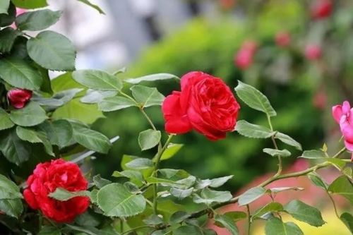 室内月季养护要点，春天养护攻略