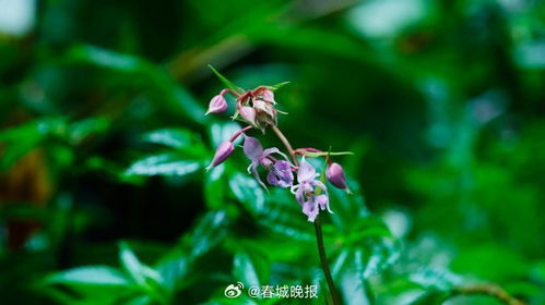 虾脊兰绽放，花瓣如丝