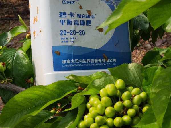 樱桃树叶子发黄落叶，应该使用哪种杀菌剂来防治