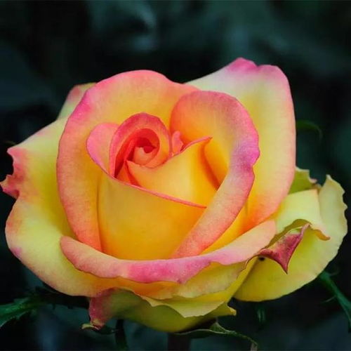 和平月季：拿奖拿到手软的传奇品种