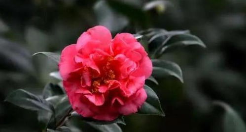 美丽又香， 花量还多