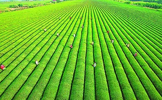 创新农业种植：因地制宜