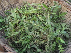 野菜图片大全+认野菜技巧，如何避免踩坑