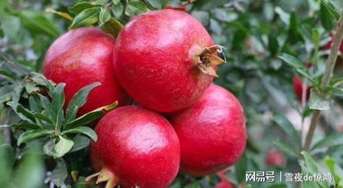 果实生长后期， 停止灌水防裂果