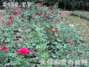 月季花园里的两种佳选
