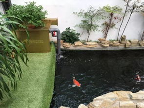 沉水型水生植物：氧气制造者