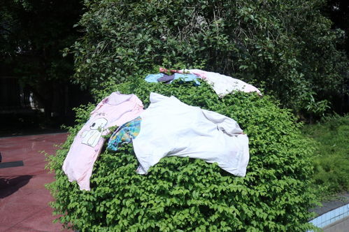 Q：为啥我撒的草籽东秃一块西秃一块？