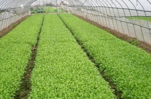 玉米根系深达1.5米，扎根土壤底层