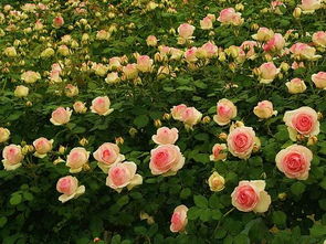 藤蔓月季的生存环境